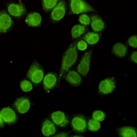 E2F1 Antibody
