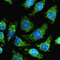 HSP60 Antibody