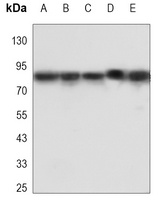 XRCC1 Mouse Monoclonal Antibody