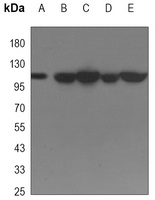 SIRT1 Antibody