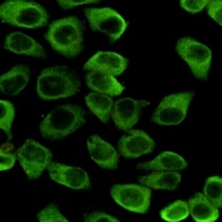 HSP90 beta Antibody