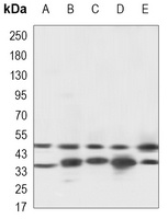 Caspase 9 Mouse Monoclonal Antibody