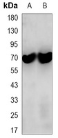 ZAP70 Antibody