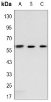c-FOS Antibody