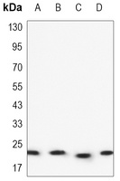 BAX Antibody