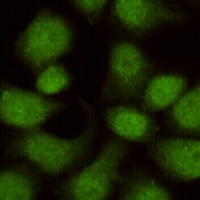 Anti-WDR77 Antibody