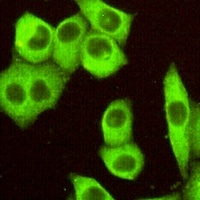 DR5 Antibody