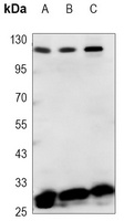 Phostensin Mouse Monoclonal Antibody