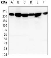 CHD4 Antibody