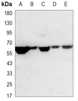RAD9A Mouse Monoclonal Antibody
