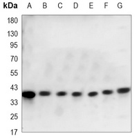 p38 Antibody