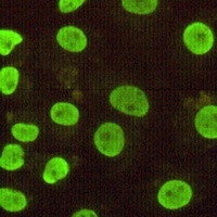 CDX2 Antibody