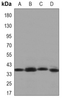 CRK Mouse Monoclonal Antibody