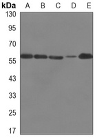 SWAP-70 Mouse Monoclonal Antibody