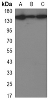 BAF155 Antibody