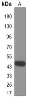 CKMT2 Mouse Monoclonal Antibody