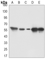 TXNRD2 Mouse Monoclonal Antibody