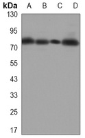 Ezrin Mouse Monoclonal Antibody