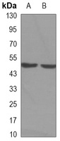 Beta-arrestin-1 Mouse Monoclonal Antibody