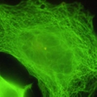 Beta-tubulin Antibody