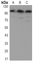 hnRNP U Mouse Monoclonal Antibody
