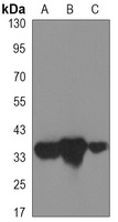 Cyclin H Mouse Monoclonal Antibody