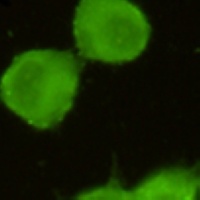 Anti-TORC1 Antibody