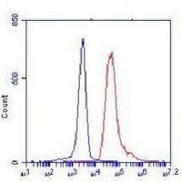 Anti-TORC1 Antibody