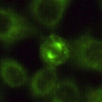 Aurora A Mouse Monoclonal Antibody