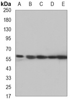 PP5 Mouse Monoclonal Antibody