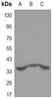 PP1 gamma Mouse Monoclonal Antibody