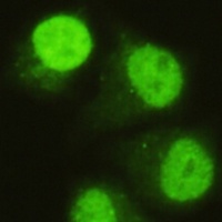 Anti-SMAD5 Antibody