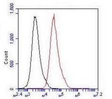 Anti-SMAD5 Antibody