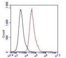 SMAD5 antibody