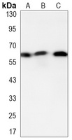 GATA6 Mouse Monoclonal Antibody