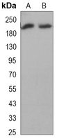 BRG1 Mouse Monoclonal Antibody