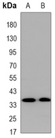 PPX Mouse Monoclonal Antibody