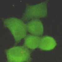 Anti-PP1 alpha Antibody