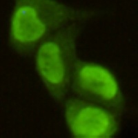 PRMT6 antibody