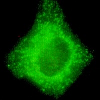 COX4-1 antibody