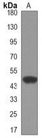OCT4 Mouse Monoclonal Antibody