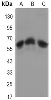 CARM1 Mouse Monoclonal Antibody