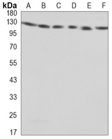 KIAA1967 Antibody