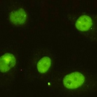 KIAA1967 Antibody