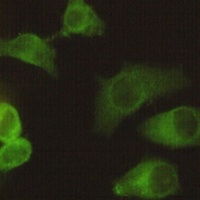 Anti-EG5 Antibody