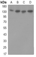 Dynactin 1 Mouse Monoclonal Antibody