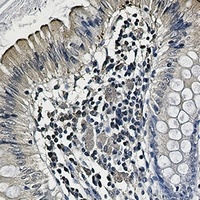 UBB Antibody