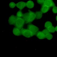 UBB Antibody