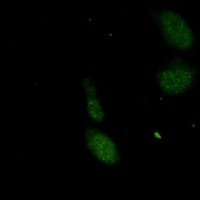 Anti-UBC9 Antibody