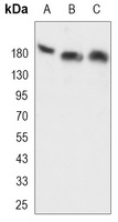 Thrombospondin 1 Antibody